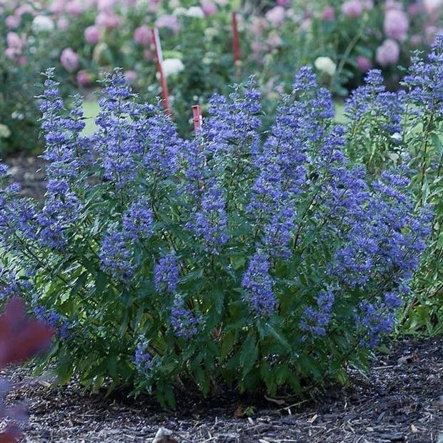G749 Caryopteris 'beyond Midnight' - View 14 from www redcrocus com