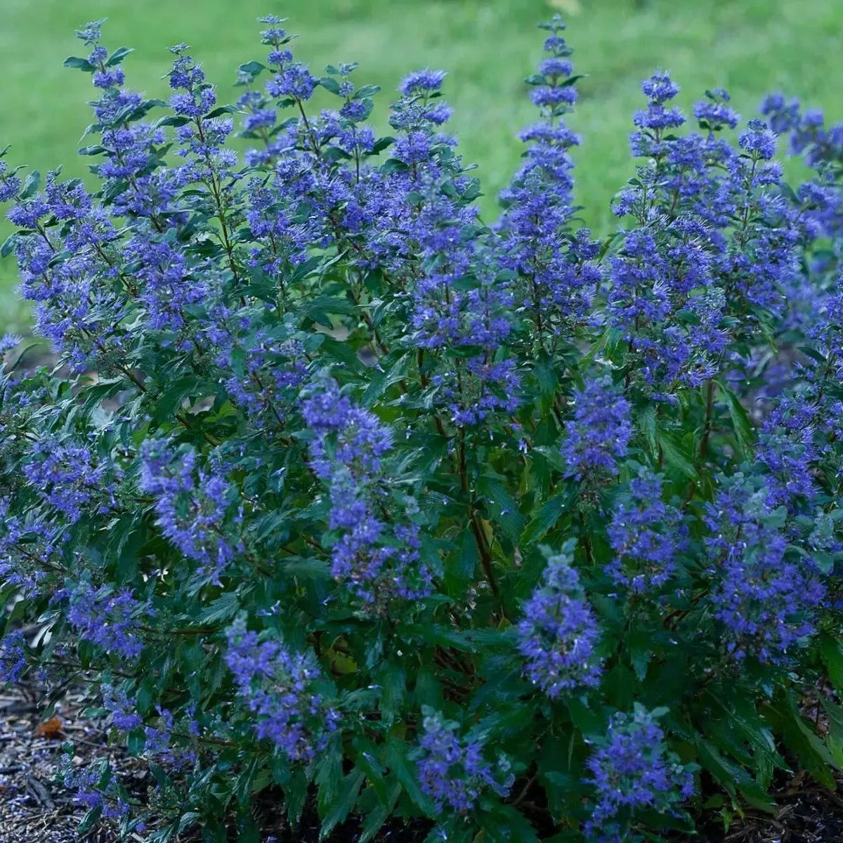 G749 Caryopteris 'beyond Midnight' - View 15 from www redcrocus com