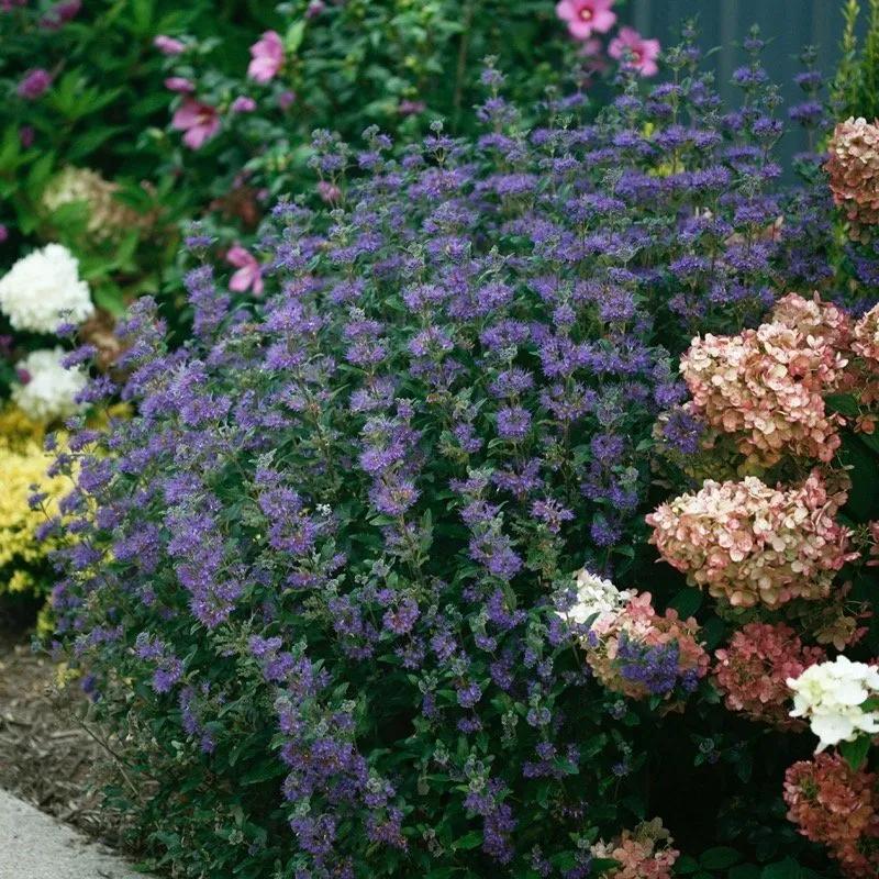 G749 Caryopteris 'beyond Midnight' - View 16 from www redcrocus com