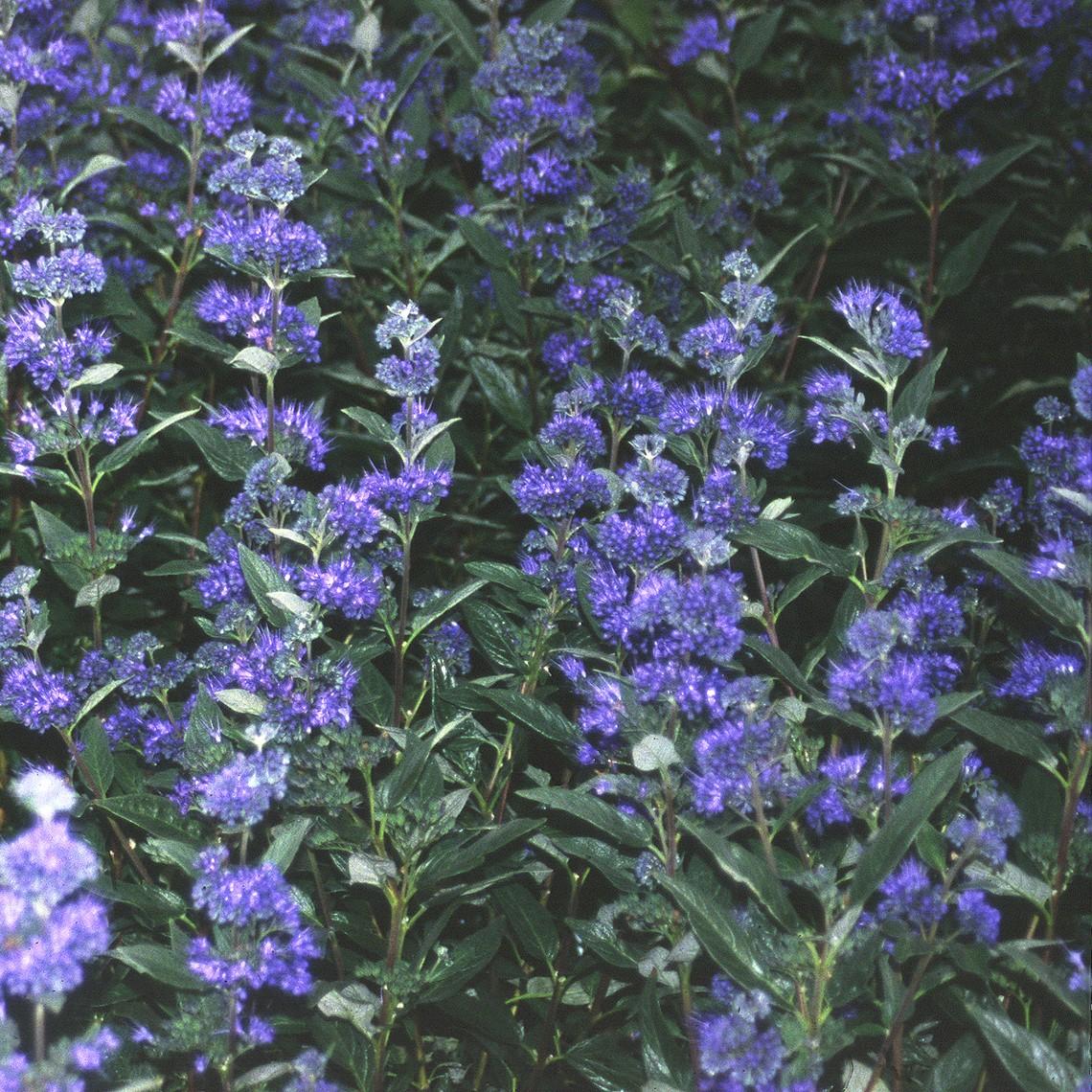 G749 Caryopteris 'beyond Midnight' - View 17 from www redcrocus com