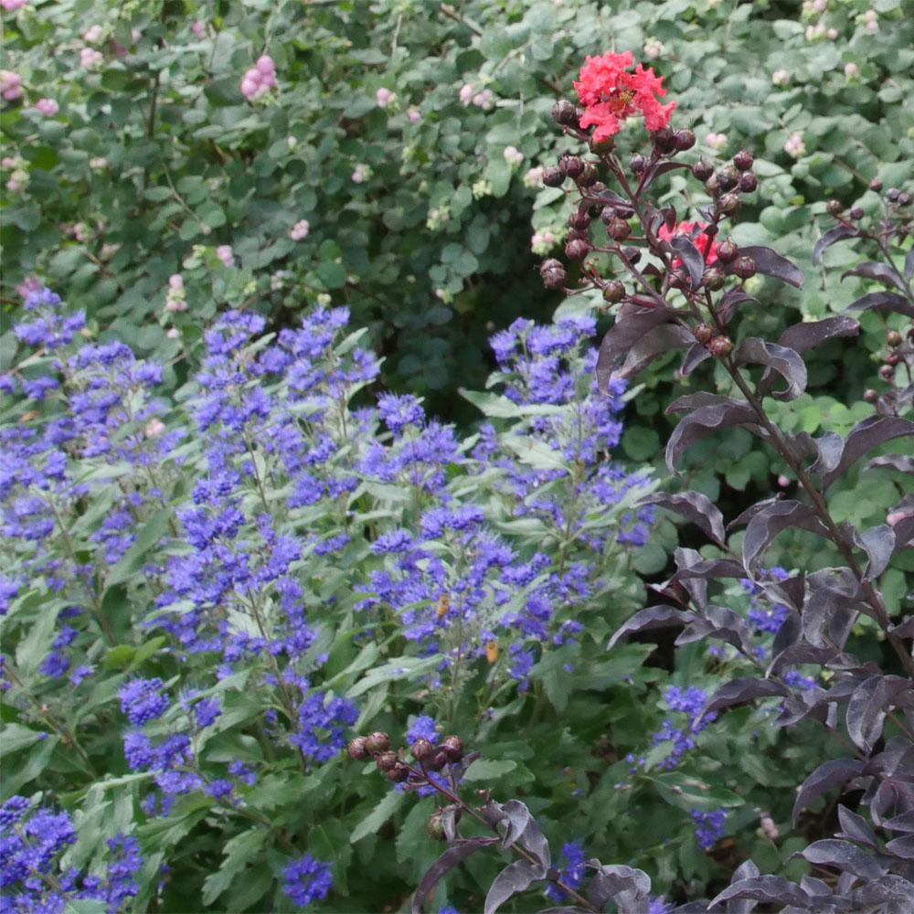 G749 Caryopteris 'beyond Midnight' - View 22 from www redcrocus com