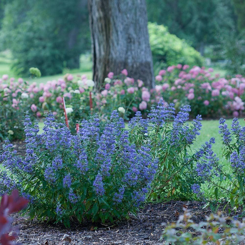 G749 Caryopteris 'beyond Midnight' - View 28 from www redcrocus com