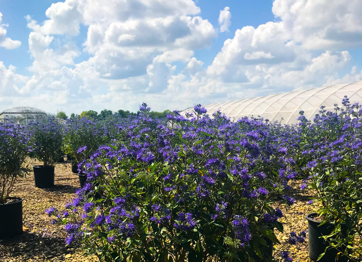 G749 Caryopteris 'beyond Midnight' - View 29 from www redcrocus com