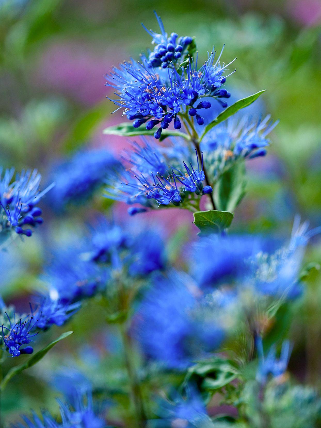G749 Caryopteris 'beyond Midnight' - View 31 from www redcrocus com
