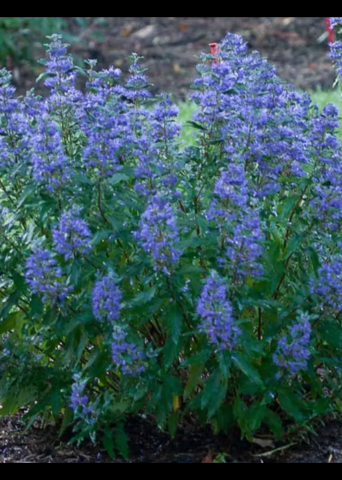 G749 Caryopteris 'beyond Midnight' - View 33 from www redcrocus com