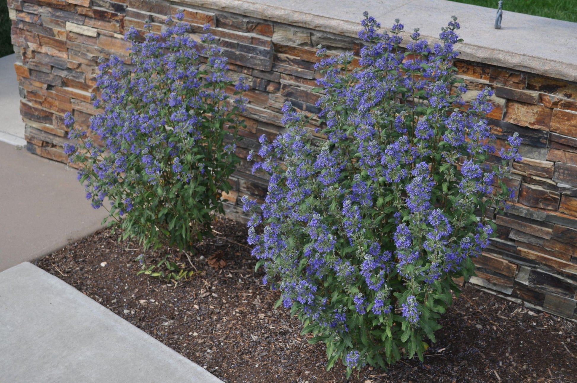 G749 Caryopteris 'beyond Midnight' - View 34 from www redcrocus com