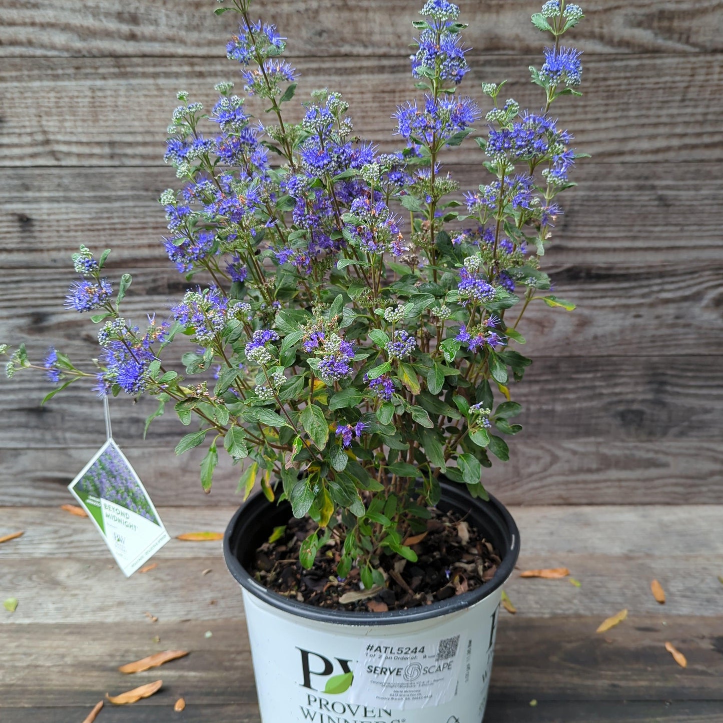 G749 Caryopteris 'beyond Midnight' - View 37 from www redcrocus com