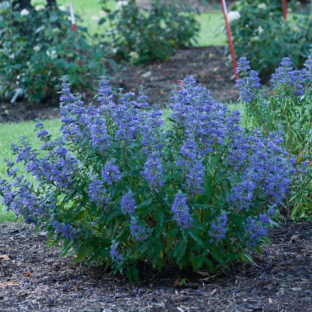 G749 Caryopteris 'beyond Midnight' - View 38 from www redcrocus com