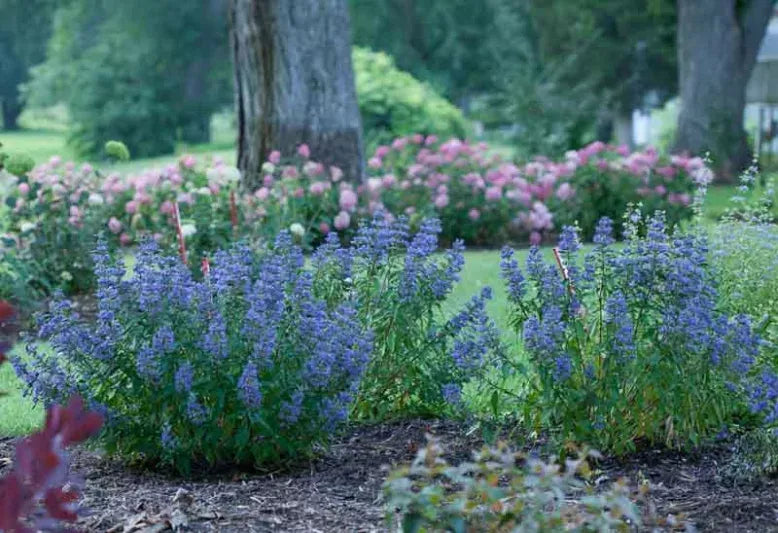 G749 Caryopteris 'beyond Midnight' - View 3 from www redcrocus com