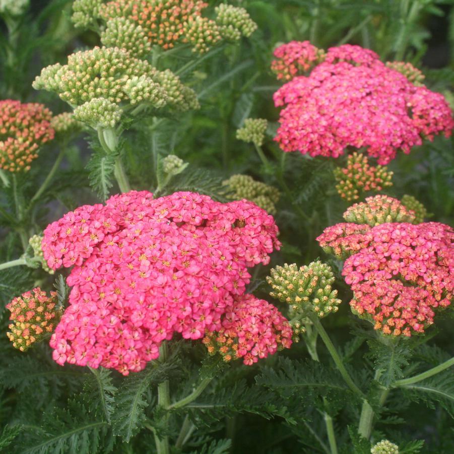 G752 Achillea Millefolium 'sassy Summer Taffy' - View 10 from www redcrocus com