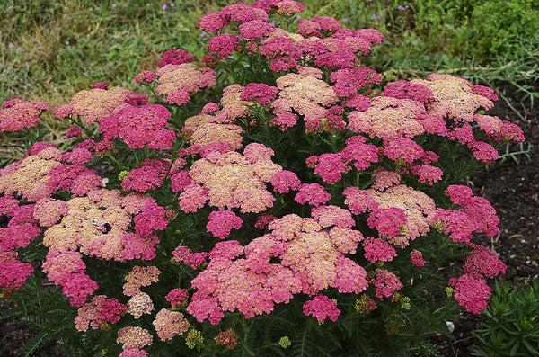 G752 Achillea Millefolium 'sassy Summer Taffy' - View 12 from www redcrocus com