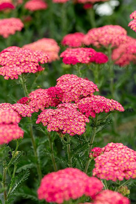 G752 Achillea Millefolium 'sassy Summer Taffy' - View 13 from www redcrocus com