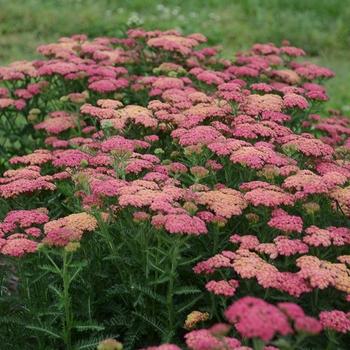 G752 Achillea Millefolium 'sassy Summer Taffy' - View 14 from www redcrocus com