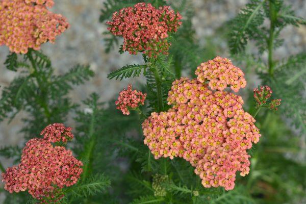 G752 Achillea Millefolium 'sassy Summer Taffy' - View 15 from www redcrocus com