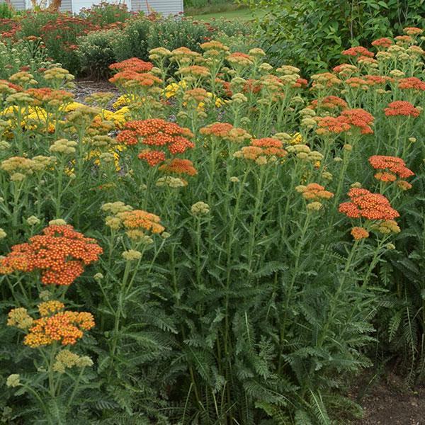 G752 Achillea Millefolium 'sassy Summer Taffy' - View 16 from www redcrocus com