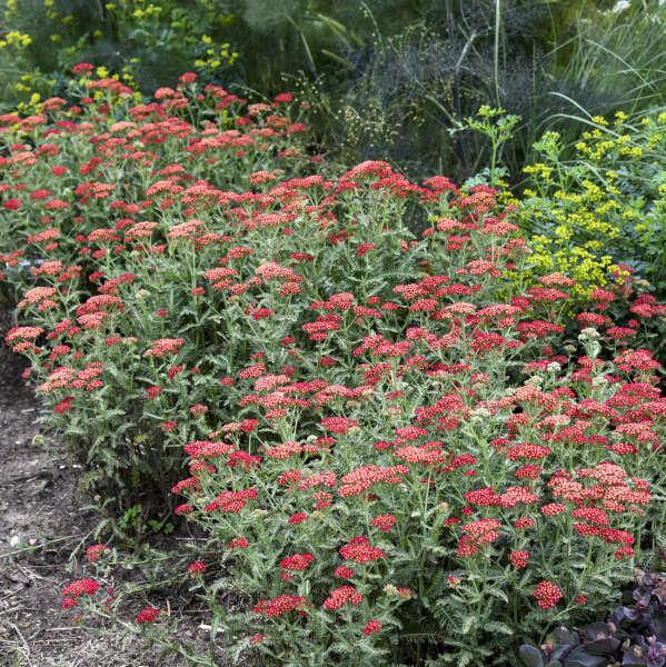 G752 Achillea Millefolium 'sassy Summer Taffy' - View 17 from www redcrocus com
