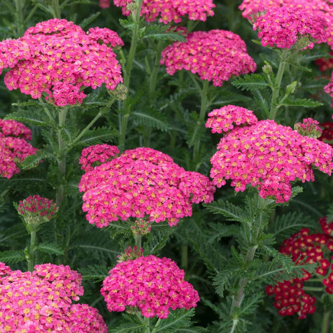 G752 Achillea Millefolium 'sassy Summer Taffy' - View 18 from www redcrocus com