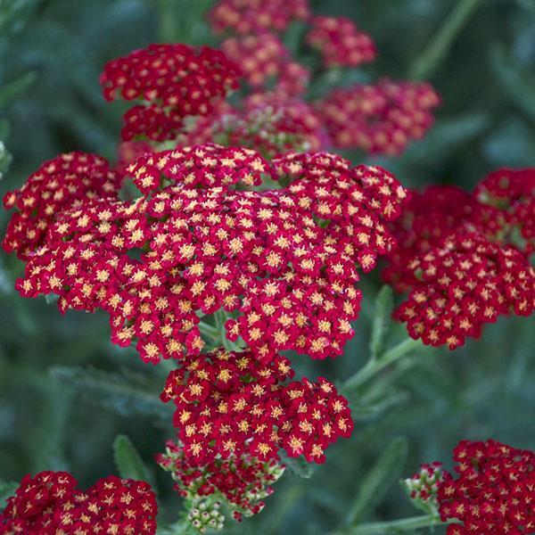 G752 Achillea Millefolium 'sassy Summer Taffy' - View 19 from www redcrocus com