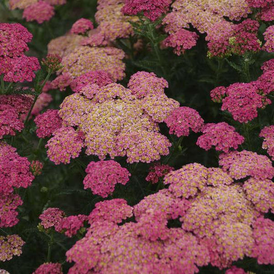 G752 Achillea Millefolium 'sassy Summer Taffy' - View 1 from www redcrocus com