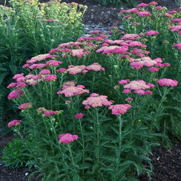 G752 Achillea Millefolium 'sassy Summer Taffy' - View 20 from www redcrocus com