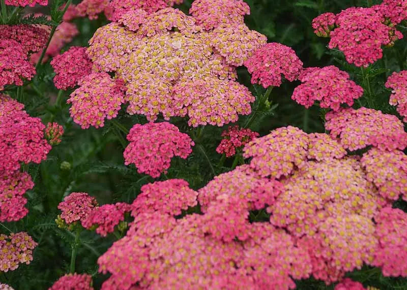 G752 Achillea Millefolium 'sassy Summer Taffy' - View 21 from www redcrocus com