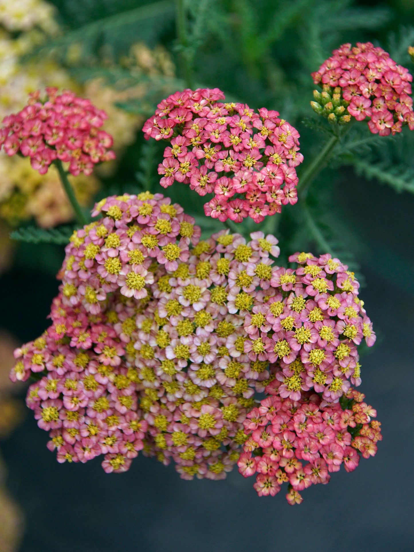 G752 Achillea Millefolium 'sassy Summer Taffy' - View 23 from www redcrocus com