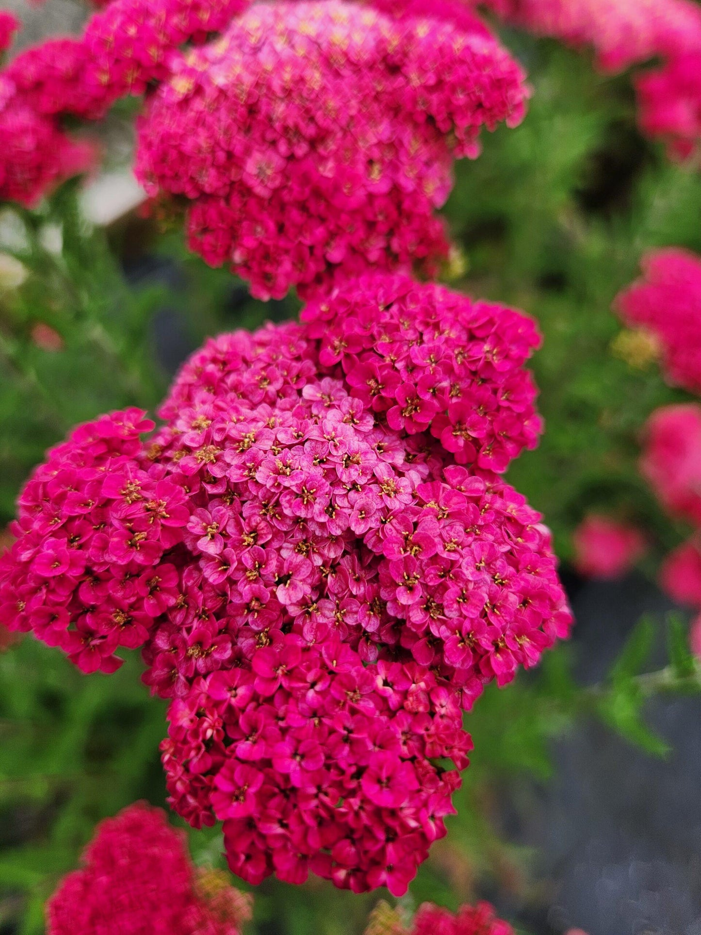 G752 Achillea Millefolium 'sassy Summer Taffy' - View 24 from www redcrocus com
