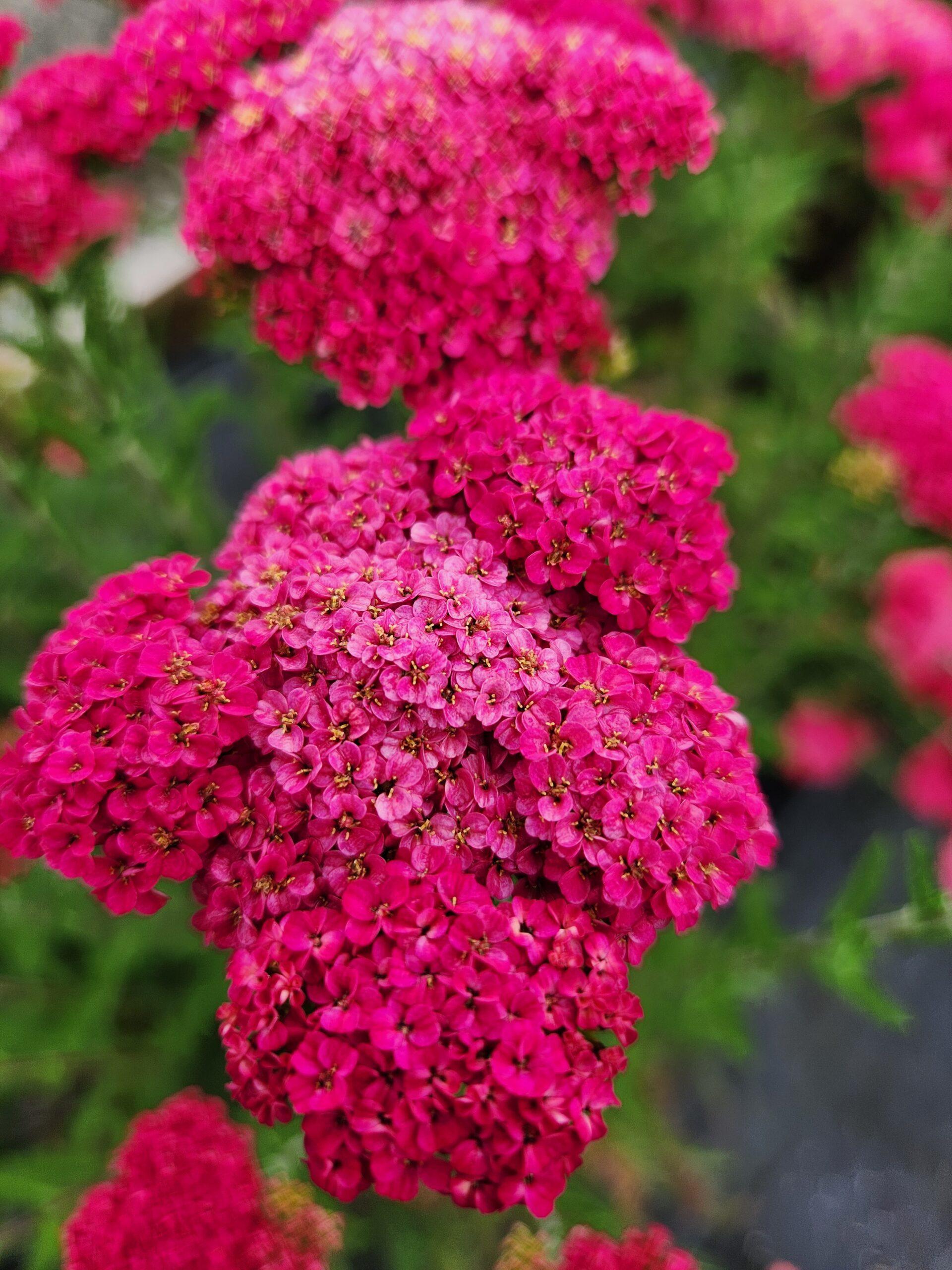 G752 Achillea Millefolium 'sassy Summer Taffy' - View 24 from www redcrocus com