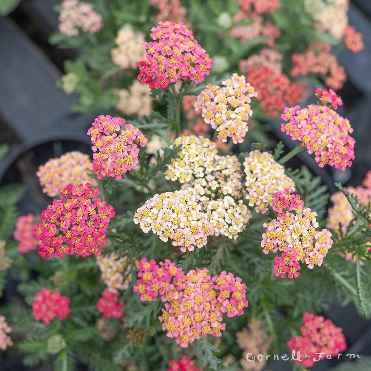 G752 Achillea Millefolium 'sassy Summer Taffy' - View 26 from www redcrocus com