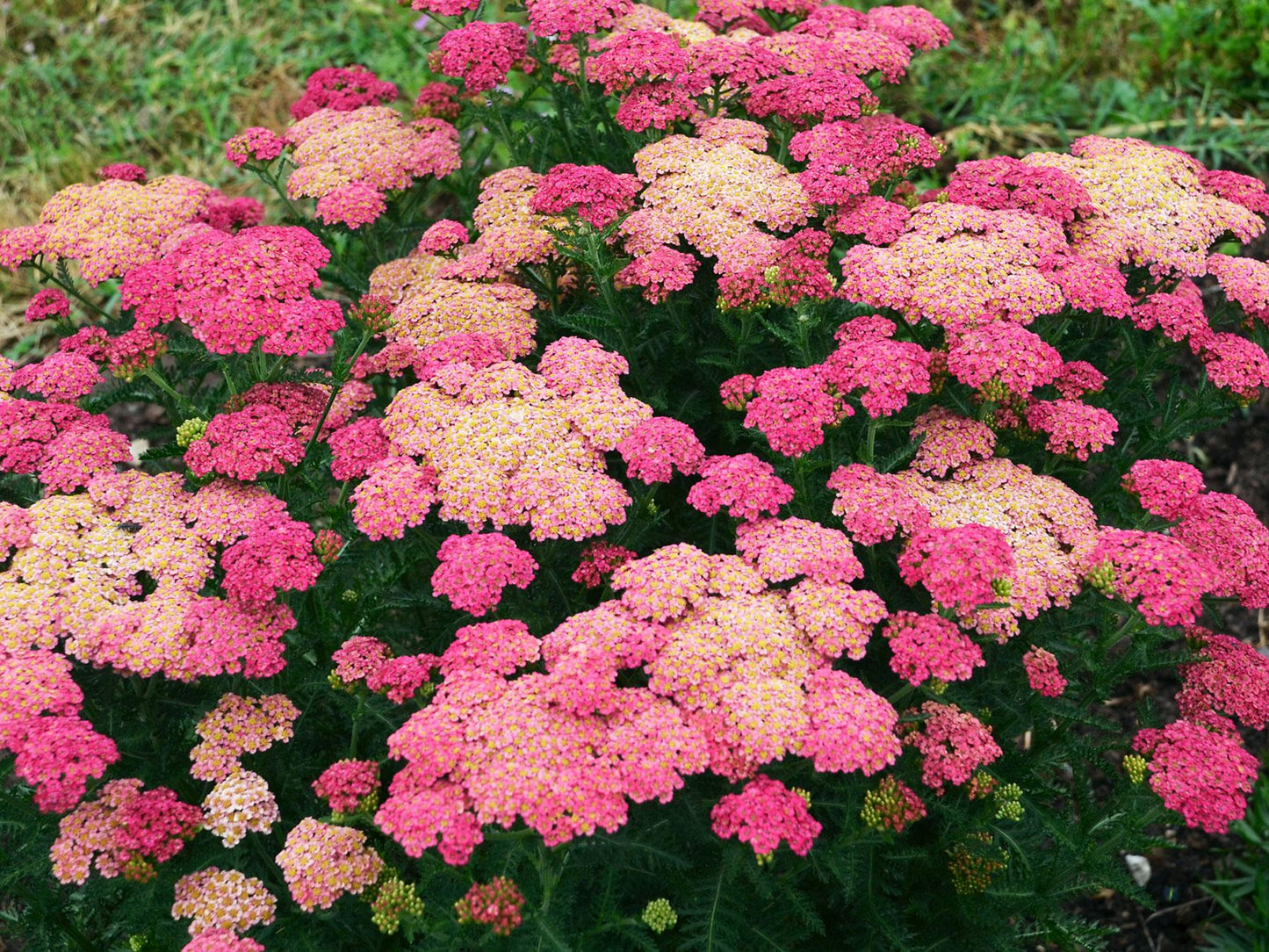 G752 Achillea Millefolium 'sassy Summer Taffy' - View 27 from www redcrocus com