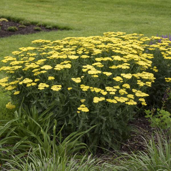 G752 Achillea Millefolium 'sassy Summer Taffy' - View 28 from www redcrocus com