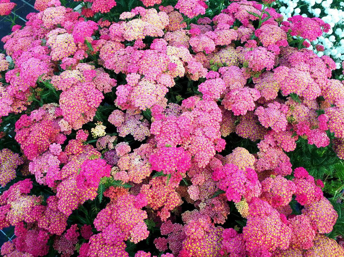G752 Achillea Millefolium 'sassy Summer Taffy' - View 29 from www redcrocus com