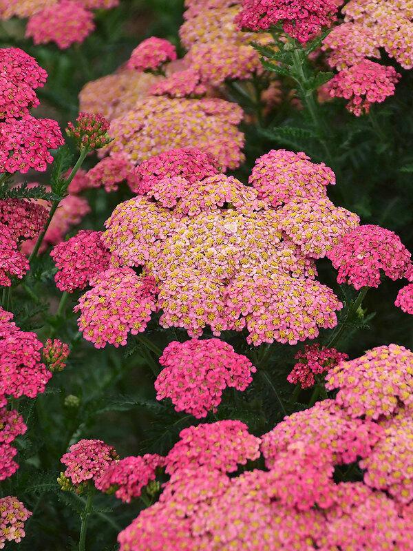 G752 Achillea Millefolium 'sassy Summer Taffy' - View 2 from www redcrocus com