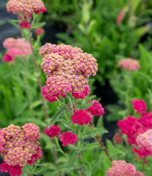 G752 Achillea Millefolium 'sassy Summer Taffy' - View 31 from www redcrocus com