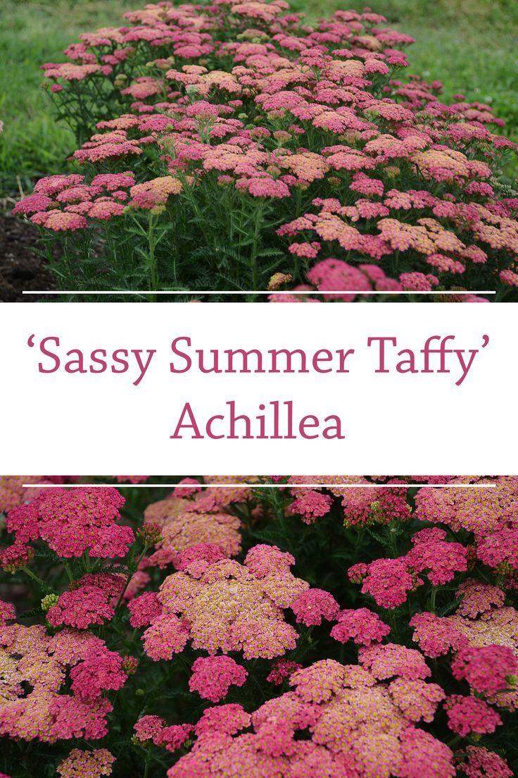 G752 Achillea Millefolium 'sassy Summer Taffy' - View 32 from www redcrocus com