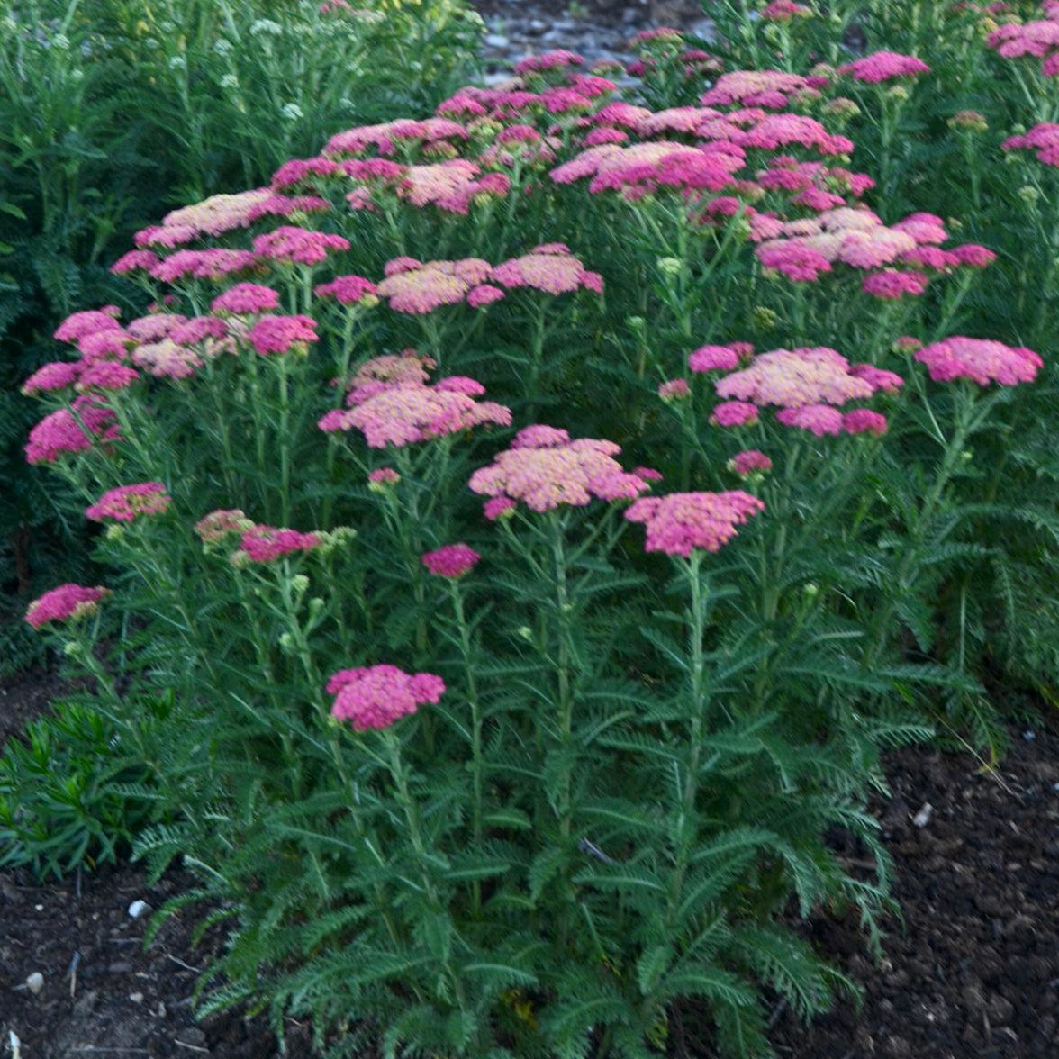 G752 Achillea Millefolium 'sassy Summer Taffy' - View 33 from www redcrocus com