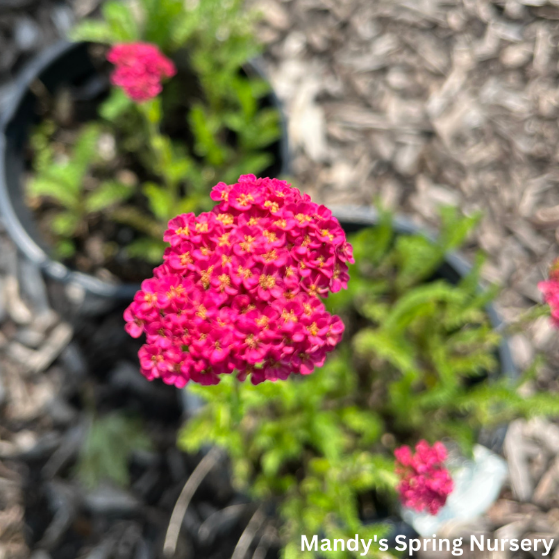 G752 Achillea Millefolium 'sassy Summer Taffy' - View 34 from www redcrocus com