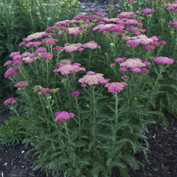 G752 Achillea Millefolium 'sassy Summer Taffy' - View 3 from www redcrocus com