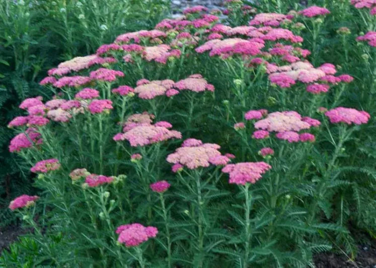 G752 Achillea Millefolium 'sassy Summer Taffy' - View 4 from www redcrocus com