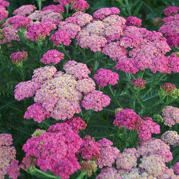 G752 Achillea Millefolium 'sassy Summer Taffy' - View 5 from www redcrocus com