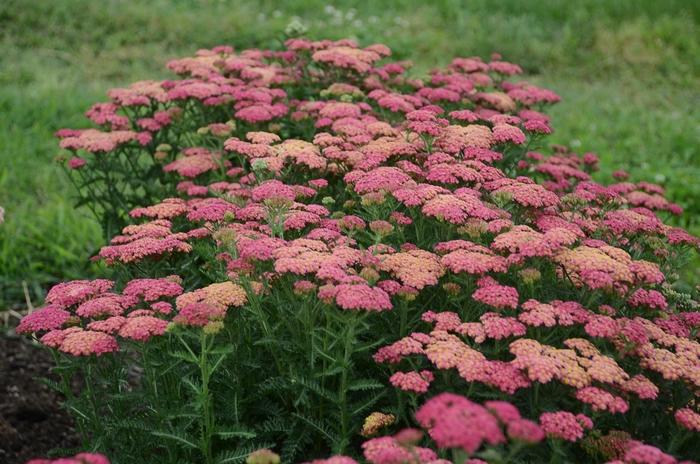 G752 Achillea Millefolium 'sassy Summer Taffy' - View 7 from www redcrocus com