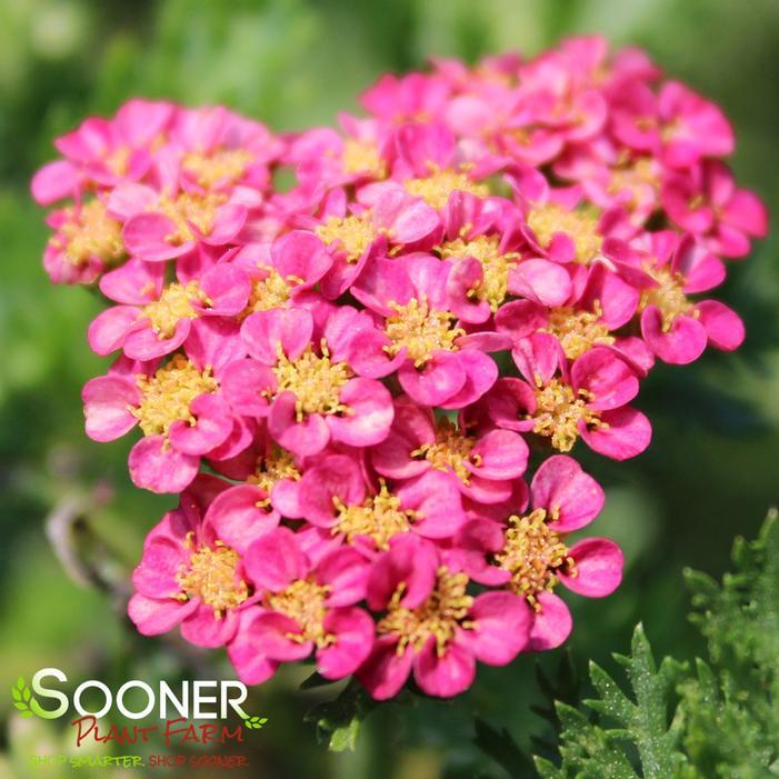 G752 Achillea Millefolium 'sassy Summer Taffy' - View 8 from www redcrocus com