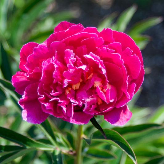 G760 Paeonia X Lactiflora 'kelway's Glorius' - View 16 from www redcrocus com