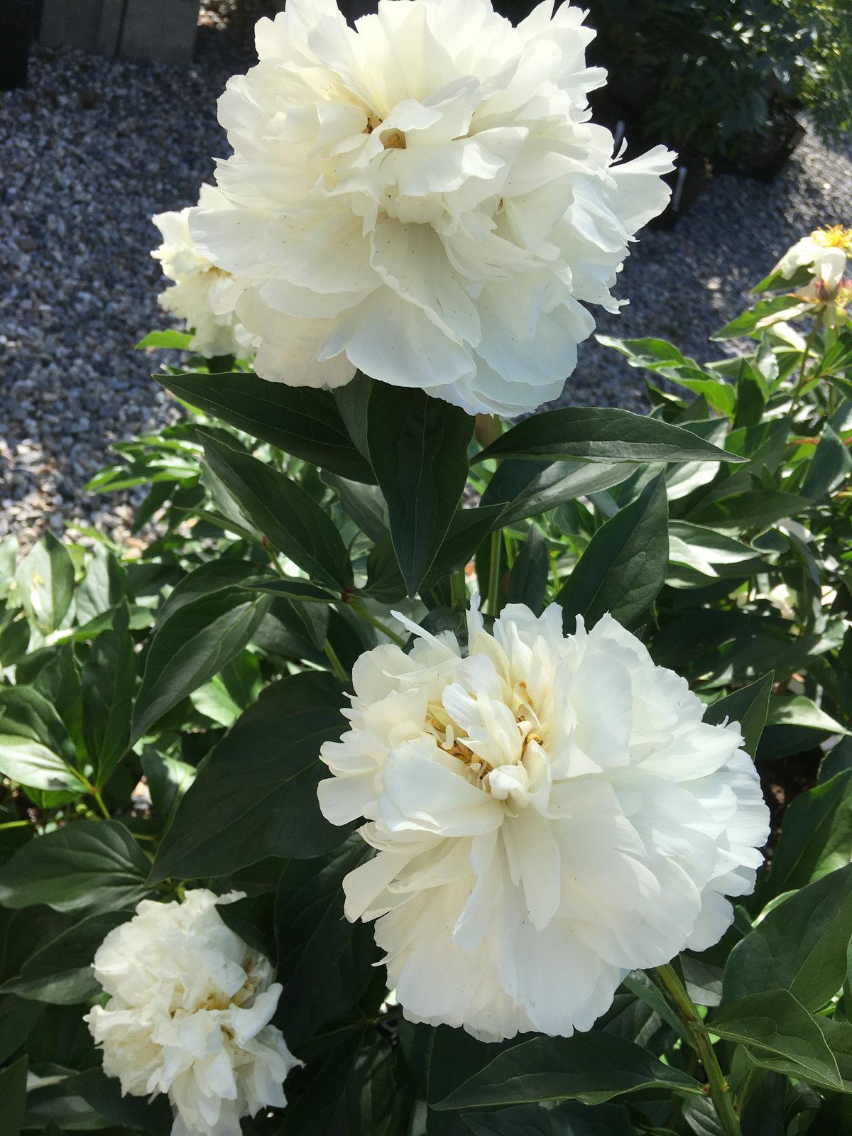 G760 Paeonia X Lactiflora 'kelway's Glorius' - View 19 from www redcrocus com