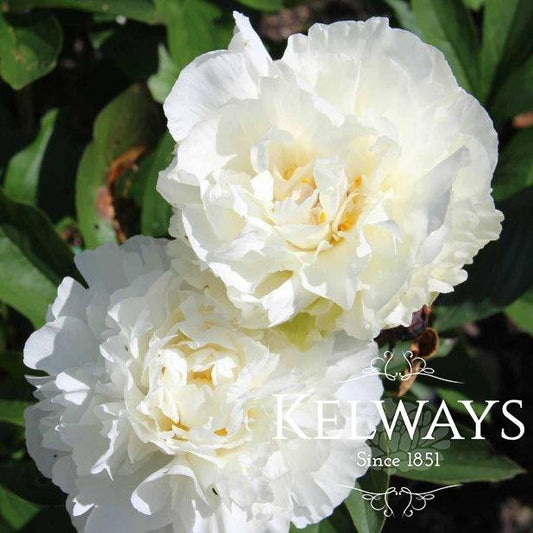 G760 Paeonia X Lactiflora 'kelway's Glorius' - View 1 from www redcrocus com