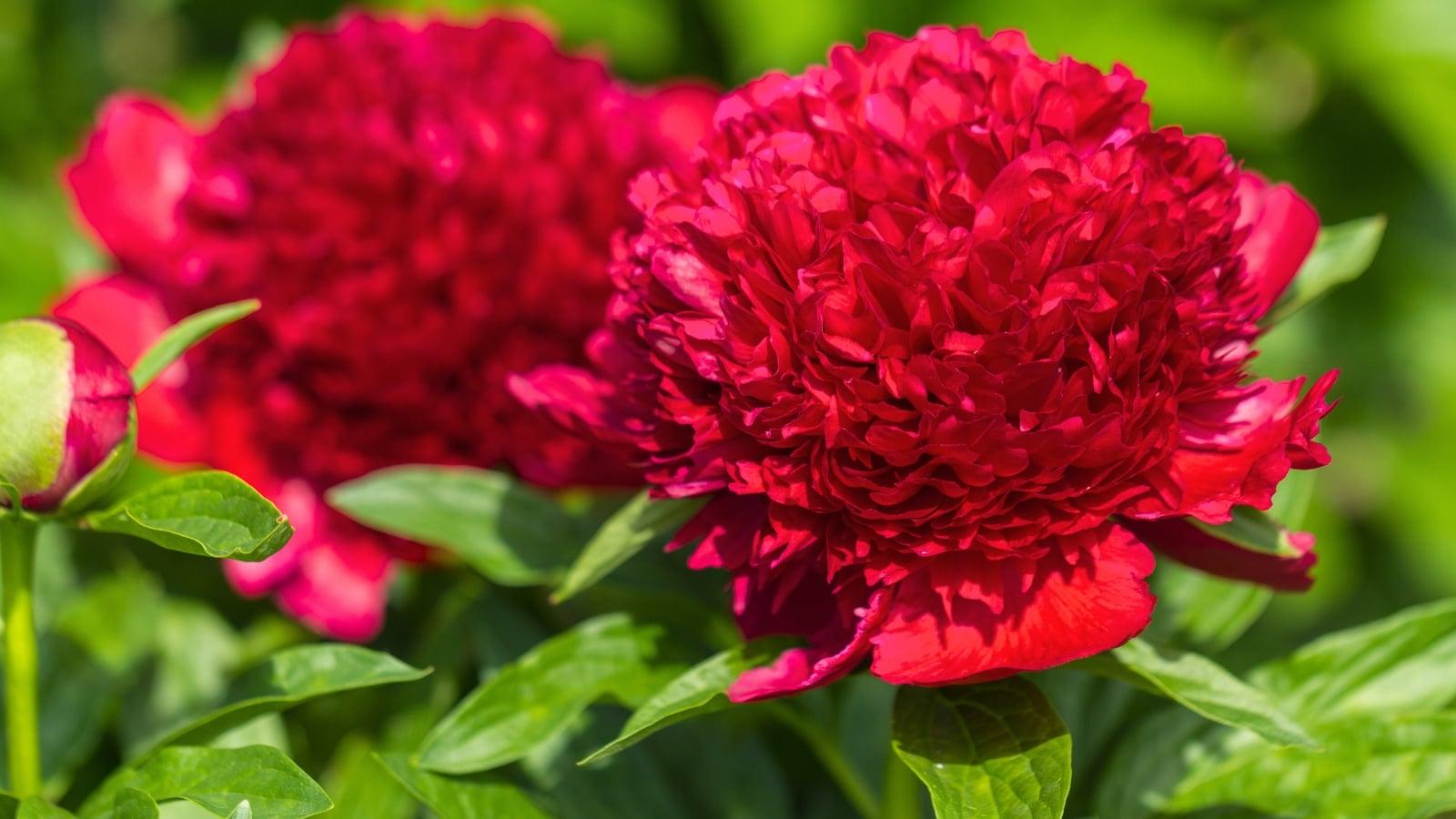 G760 Paeonia X Lactiflora 'kelway's Glorius' - View 2 from www redcrocus com