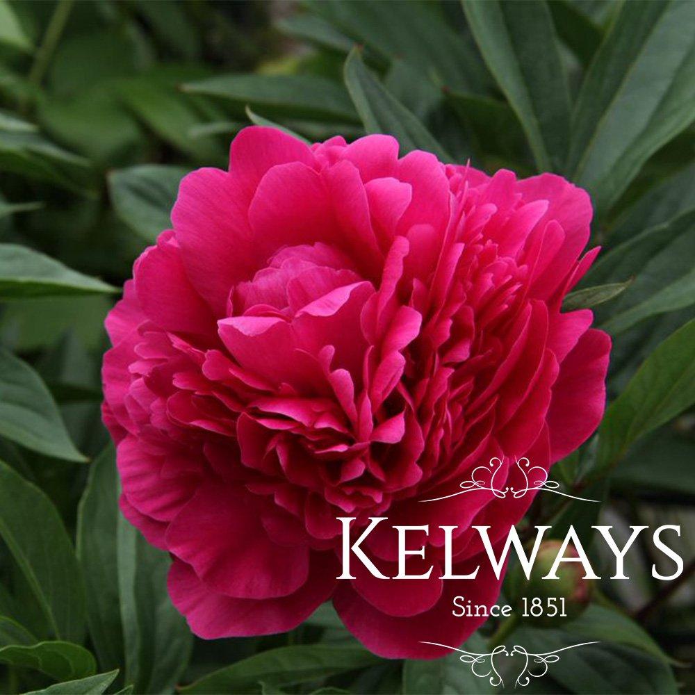 G760 Paeonia X Lactiflora 'kelway's Glorius' - View 6 from www redcrocus com