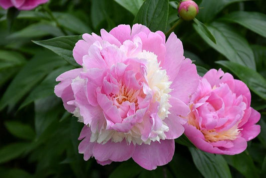 G761 Paeonia X Lactiflora 'sorbet' - View 1 from www redcrocus com