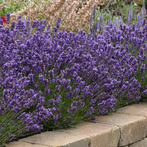G767 Lavandula Angustifolia 'superblue' - View 1 from www redcrocus com