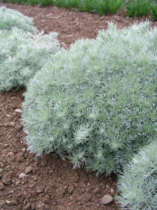 G783 Artemisia Schmidtiana 'silver Mound' - View 16 from www redcrocus com